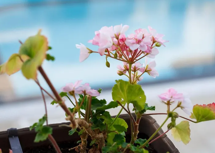 Seaside 1 Bedroom With Balcony, Max 4 Guests Appartement